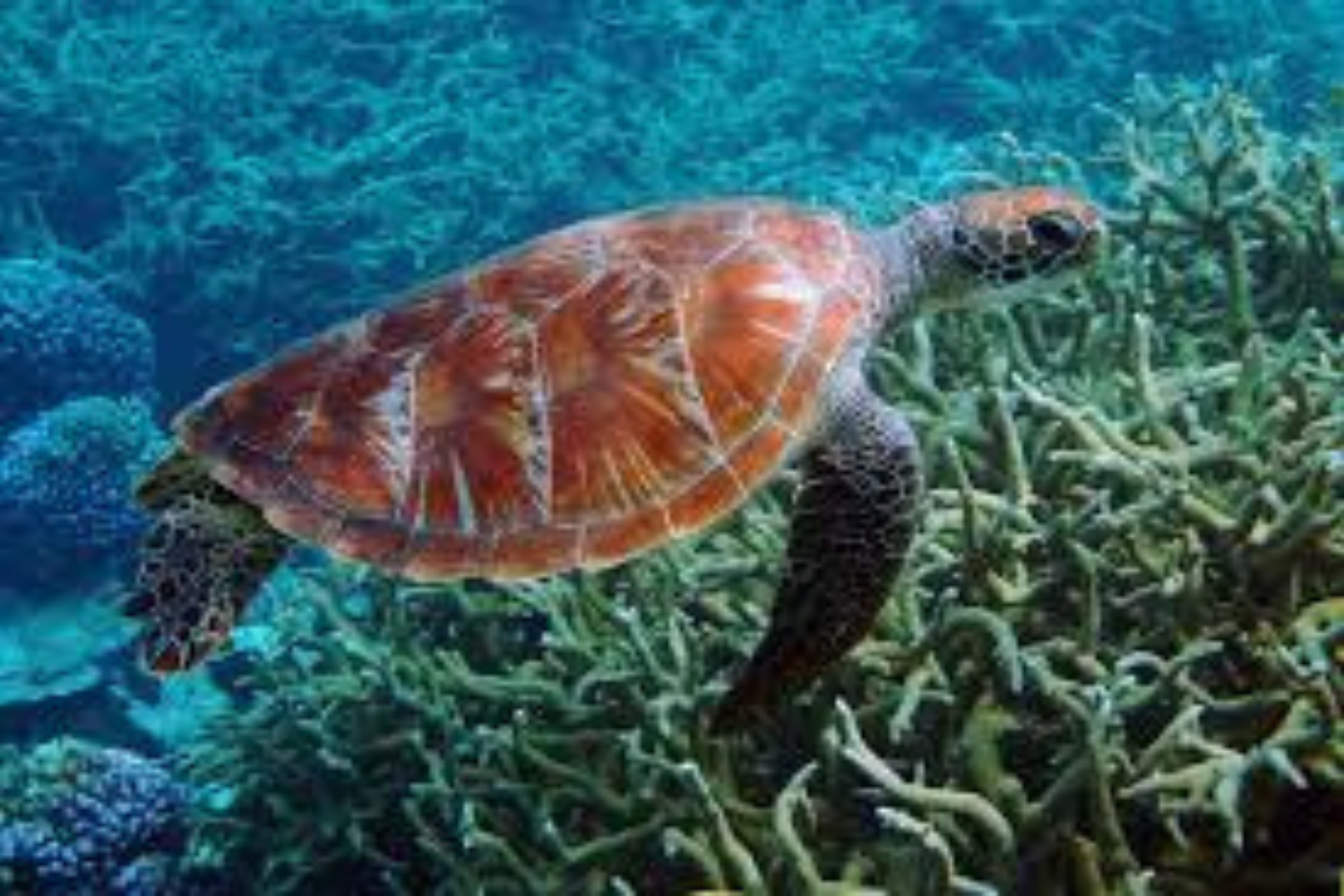 Incredible Marine Life