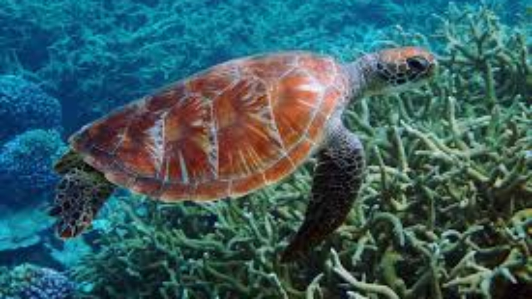 Gili Turtles